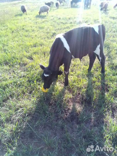 Телята бычки