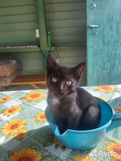Отдаем котят в добрые руки