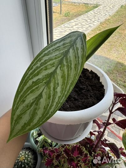 Диффенбахия, фикус,традесканция рео, колеус