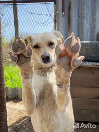 Собака в добрые руки