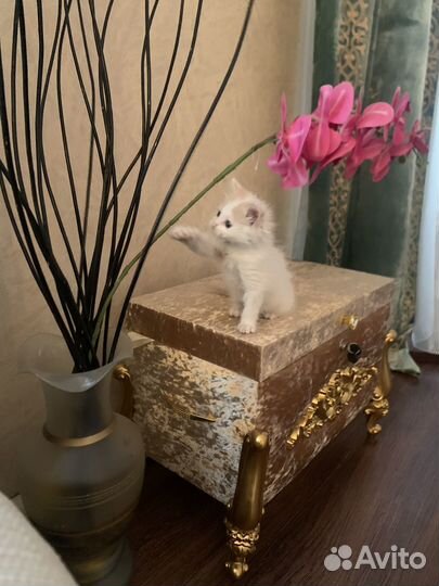 Афанасий ищет семью