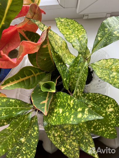 Комнатные растения кротон 4 вида