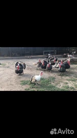 Индюки индюшата