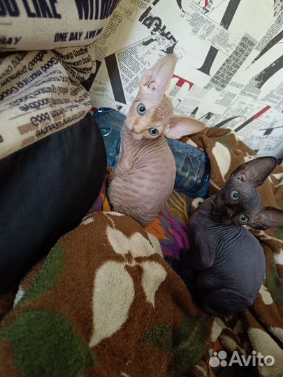 Канадский сфинкс