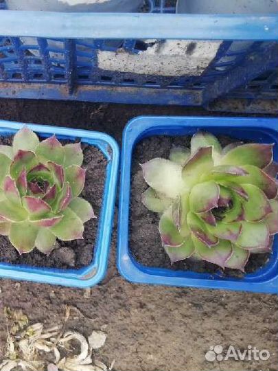 Молодило каменная роза