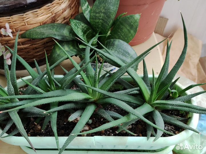 Сансевиерия хани, хавортия