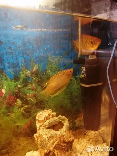 Аквариум