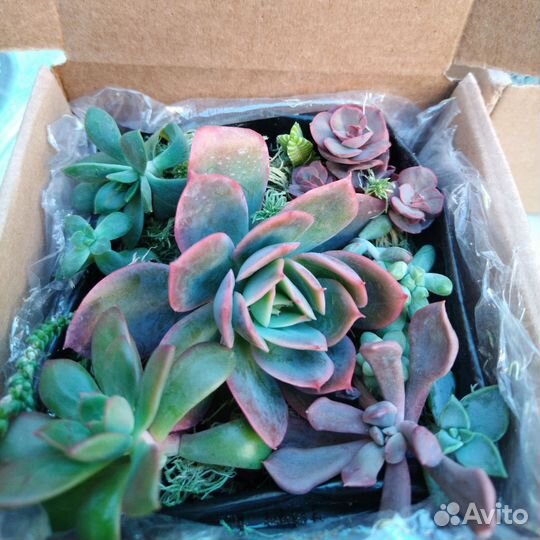 Суккуленты для садика