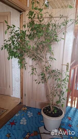 Фикус бенджамина большой