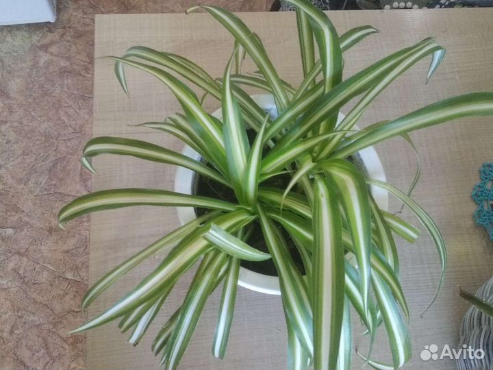 Хлорофитум