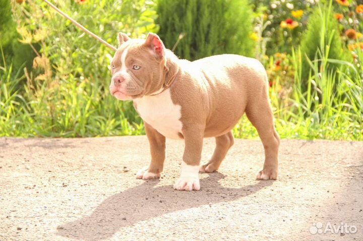 Американский булли покет