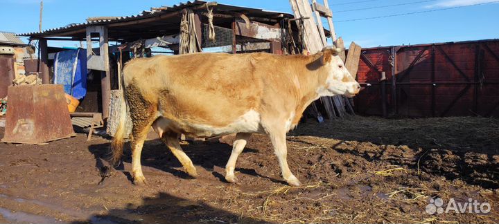 Корова симментал