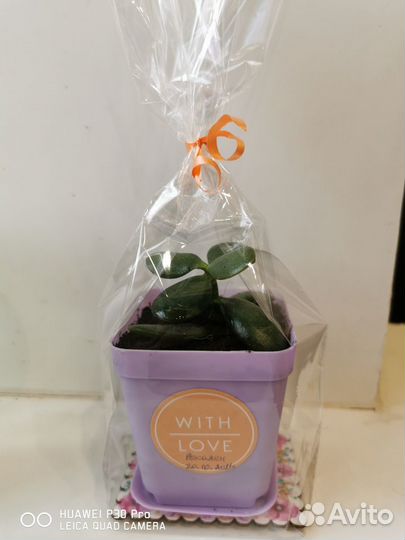 Толстянка (денежное дерево)