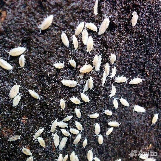 Кормовые тараканы и мокрицы