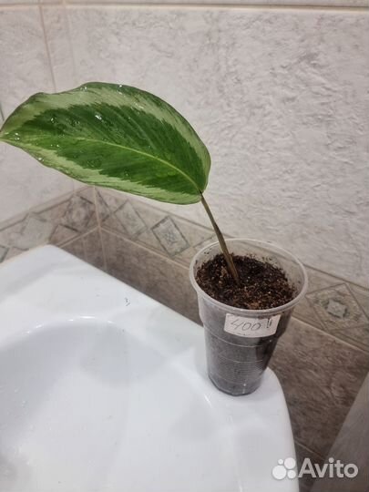 Калатея Бикажу