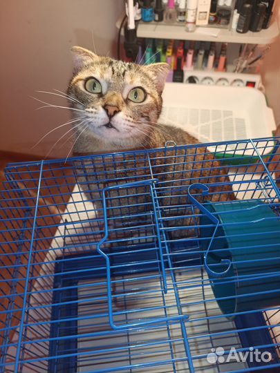 Клетка для грызуна, маленького размера 28*30