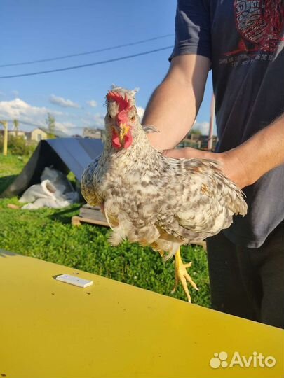 Петушки леггорн и легбар