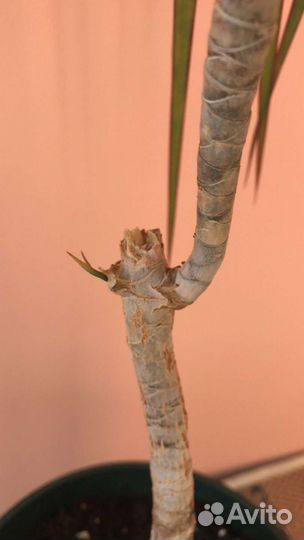 Драцена Маргината