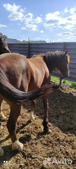 Лошади жеребцы