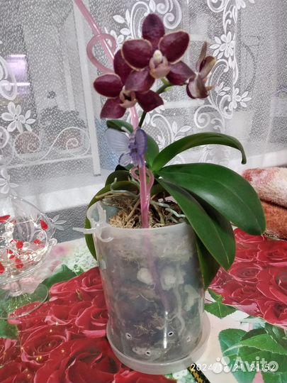 Орхидея фаленопсис