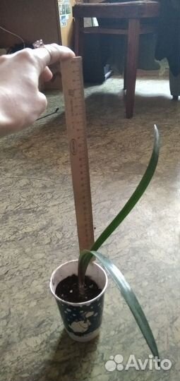 Гиппеаструм