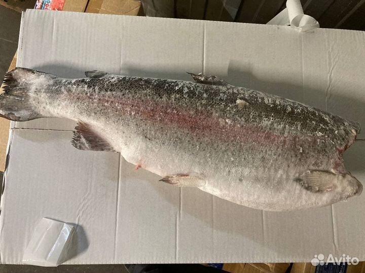 Форель 2,7/3,6 Турция, премиум, морож