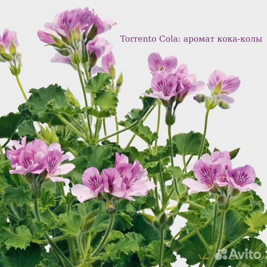 73 сорта душистых пеларгоний (55 ароматов)