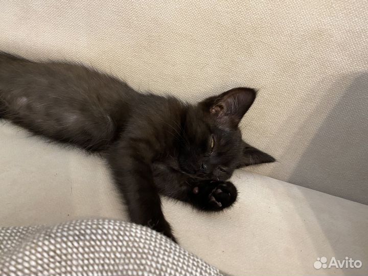 Кошка в дар