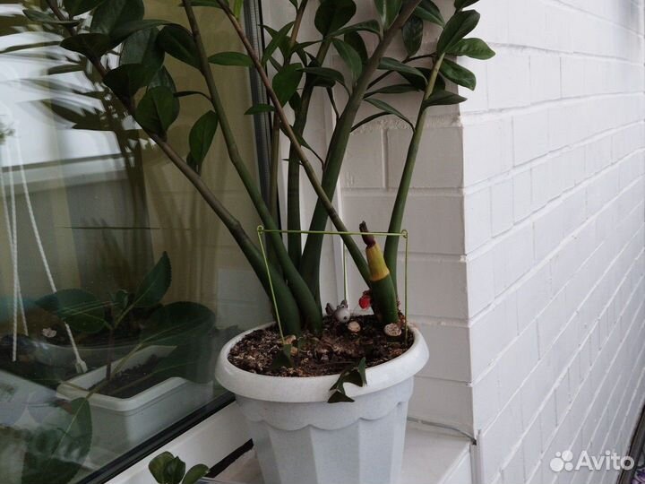 Замиокулькас