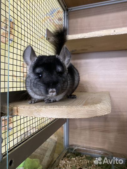 Шиншилла черный бархат