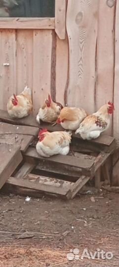 Петушки Ломан Браун