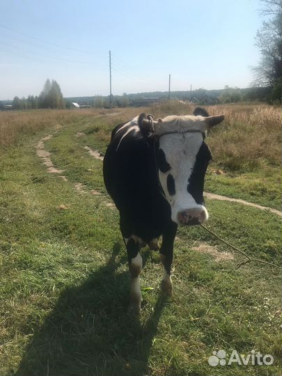 Нетель 2 и бык 1