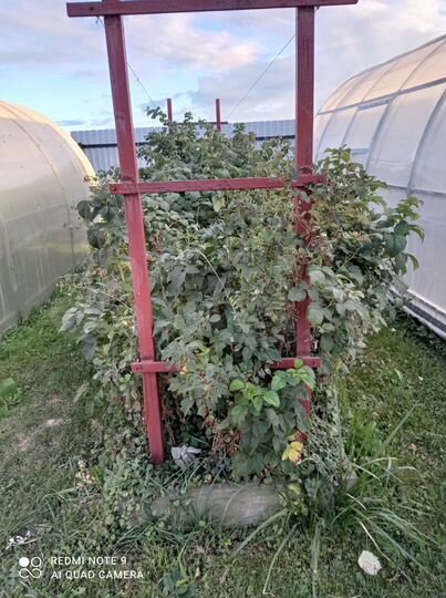 Участок 11,8 сот. (ИЖС)