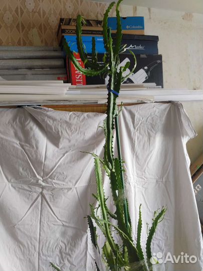 Комнатный цветок молочай