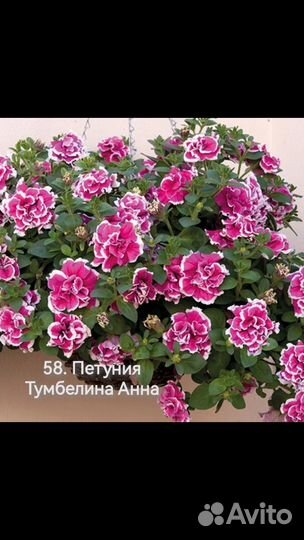 Рассада петунии