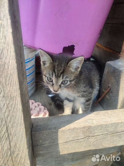 Кошка в дар