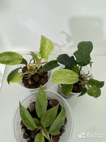 Филодендрон флорида ГОСТ минт