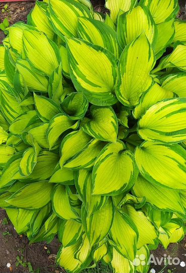 Садовые многолетники