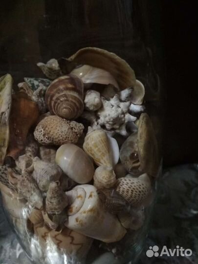 Набор ракушек из разных морей