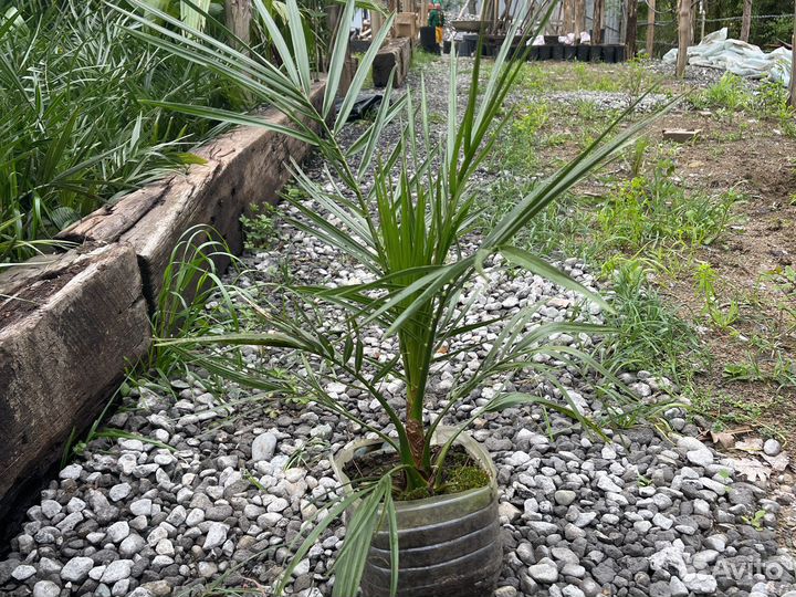 Пальмы разных размеров