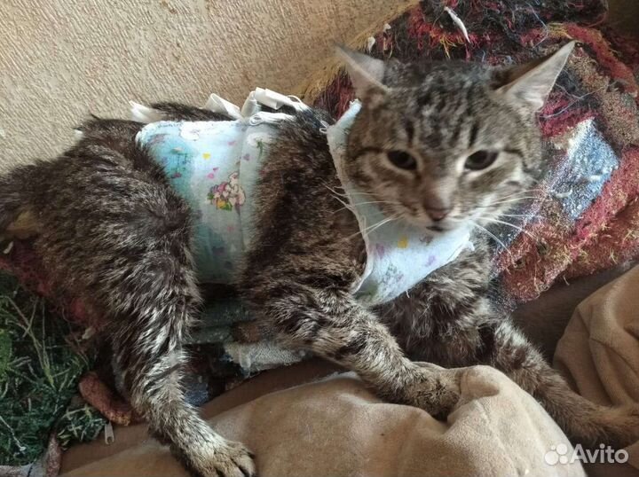 Стерилизованная кошка ищет дом