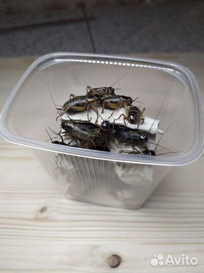 Сверчок двупятнистый (черный)