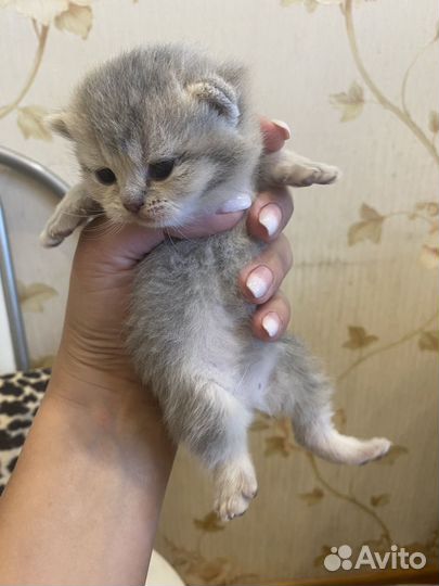 Британские котята
