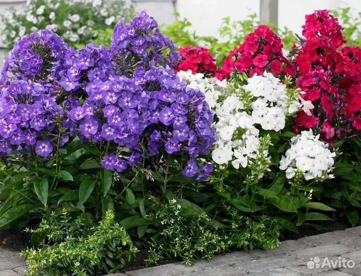 Многолетние цветы и растения