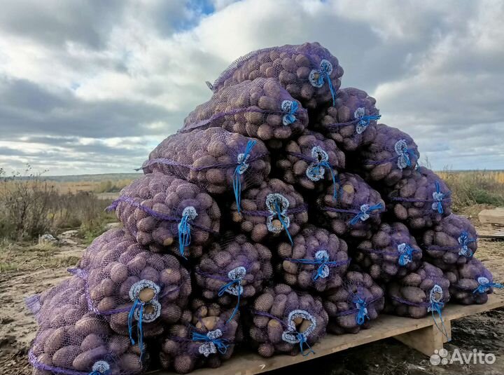 Продам картофель оптом