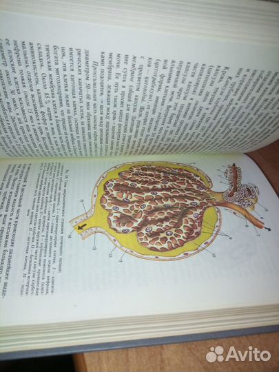 Анатомия человека. Сапич М.Р., Билич Г.Л