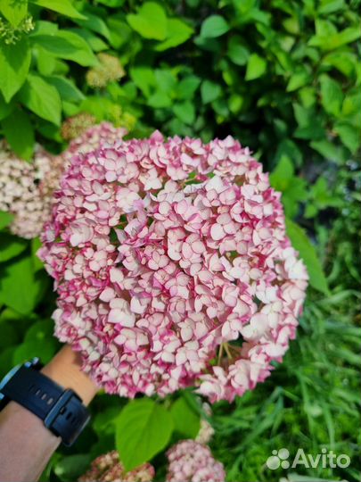 Гортензия метельчатая, древовидная саженцы