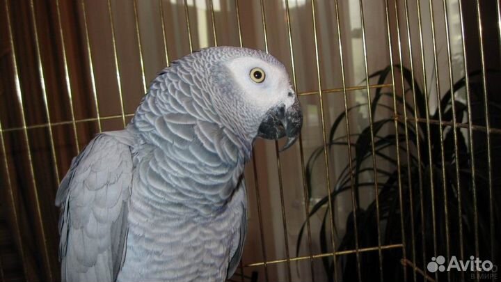 Возьмем на время Вашего отъезда Вашу птичку, Жако