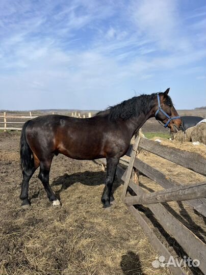 Жеребец орловский рысак