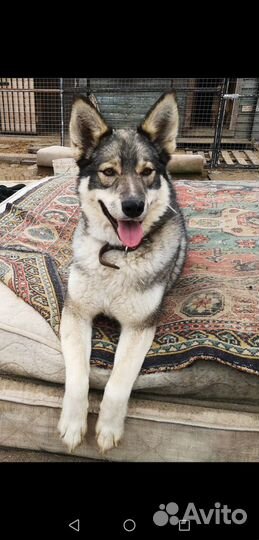 Собака бесплатно